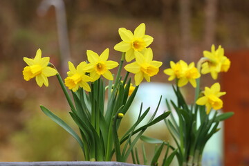 Obraz premium close uo of blooming yellow jonquil flowers