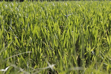 detail of thick green grass in the sun