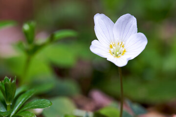 Oxalis acetosella (Wald-sauerklee) blooms in the forest. White bloomed against green background. Single plant. Side view.
