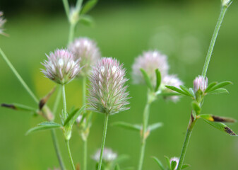 In the meadow among the grass grows trifolium arvense