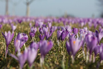 Obraz premium crocus vernus