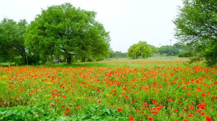 Field of Poppies