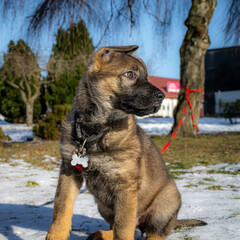 A profile picture of an eleven weeks old German Shepherd puppy in a snow covered garden. Picture from Scania county, Sweden