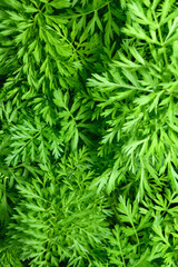.Fresh green carrot tops, top view. Green background. Vertical photo.