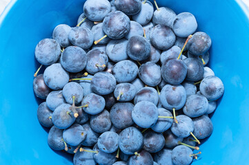 Blackthorn berries close-up. Harvesting berries in autumn. Blue backdrop