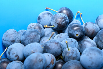 Blackthorn berries close-up. Harvesting berries in autumn. Blue backdrop