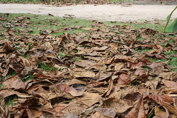 autumn leaves in the grass