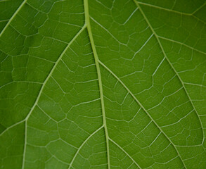 close up of green leaf