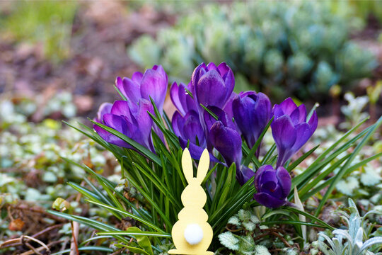 a yellow wooden Easter bunny stands near a bush with lilac crocuses in the side garden. Easter Holiday