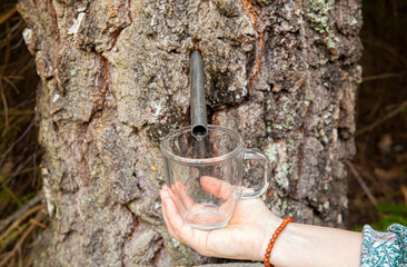 Person hand gathering birch sap dripping from birch tree in spring. Healthy full of vitamin drink.