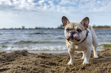french bulldog puppy looks forward carefully and stands in the sand