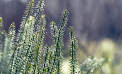 Abstract background with Lycopodium plant