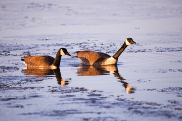 Side view of couple of Canada geese swimming in the St. Lawrence River during an early spring...
