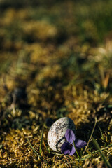 one single quail egg in the grass with purple flower close up