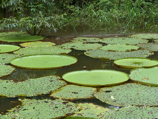 
Victoria amazonica, (Nymphaeaceae family) white blossom on the first night. On the second night...