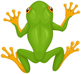 Vector illustration of a view from above of green tree frog with yellow feet.