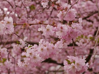 Aufgeblühte Kirschblüte