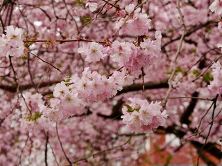 Kirschblüte