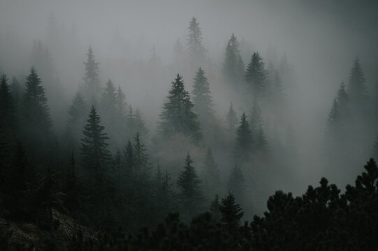 Misty autumn mysterious mood in mountains, wallpaper, edit space © kovop58