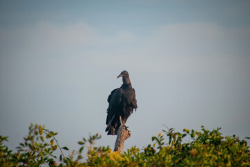 ave urubu parado en un arbol posando en el atardecer	