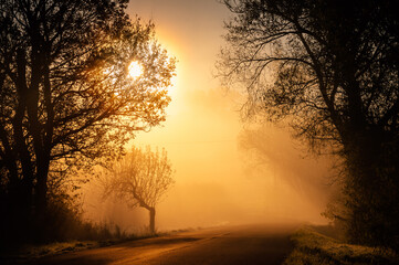 Naklejka premium Beautiful autumn morning orange morning scenery, trees silhouette. Beautiful wallpaper. Road to somewhere, adventure photo
