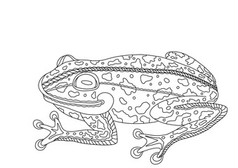 illustration for coloring, frog. Coloring book,Educational material for children