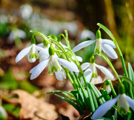 Obraz premium Close up snowdrop flowers in spring in forest with sun shining on them