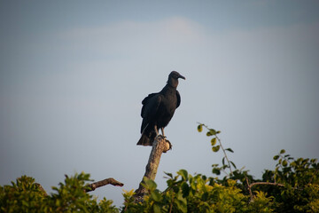 ave urubu parado en un arbol posando en el atardecer	