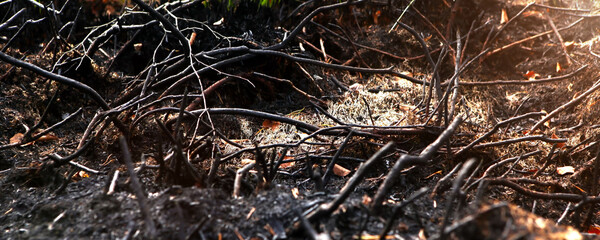 Forest after the fire, burnt grass and bushes.