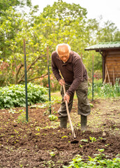 Senior gardener is hoeing the soil in the vegetables garden. Spring garden concept.