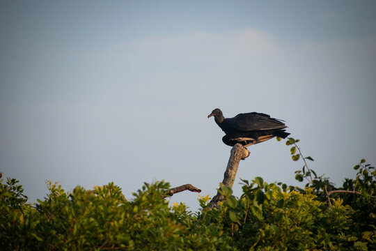 ave urubu parado en un arbol posando en el atardecer	