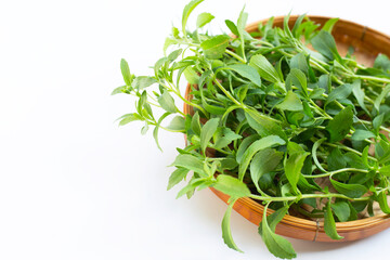 Stevia leaves on white background