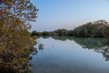 Mangroves
