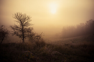 Obraz na płótnie Canvas Yellow foggy autumn morning, beautifulcalm yellow scenery, edit space