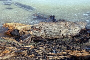 one gray log of a tree lies on the ground on the shore by the ice of a frozen lake