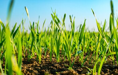 Young sprouts of wheat, closeup view.