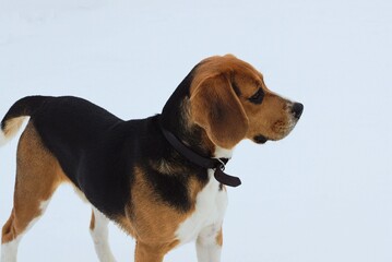 one small brown black beagle dog stands in white snow on a winter street