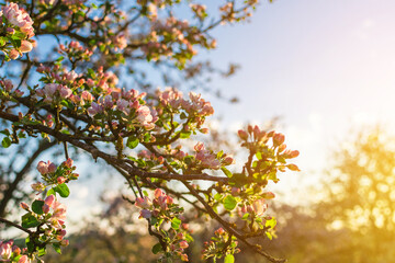 Flowers of spring apple trees in sunlight. Close up.