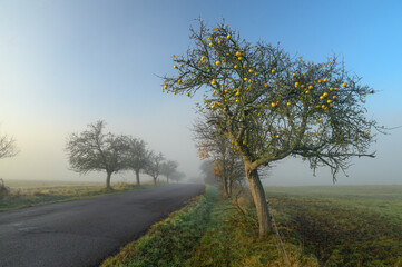 Fototapeta na wymiar Yellow apple trees near by road in autumn morning. growing apples on the farm, concept photo