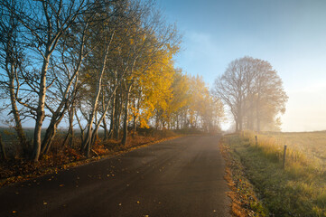 Fototapeta premium Misty autumn road, colorful trees, calm scenery, warm light
