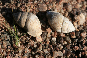 two snails on the ground
