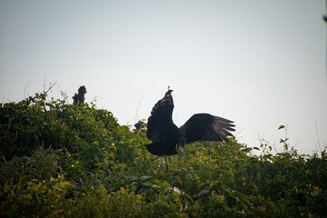 ave urubu grande aterrizando en el suelo en el atardecer