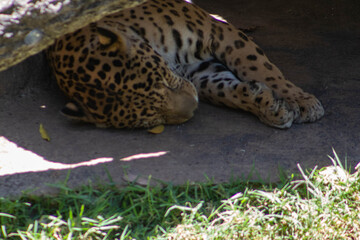 Leopardo Durmiendo