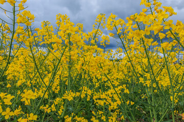 Obraz premium Landscape of Brassica napus plants from a rapeseed field. Lots of yellow flowers with green stem and petals. Petals on open flowers with infructescence