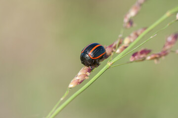 ladybug on a leaf