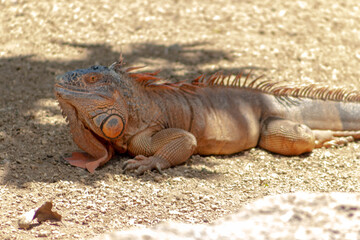 Iguana viendo a un lado