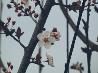 Blossoming in spring