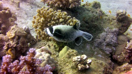 baby puffer fish