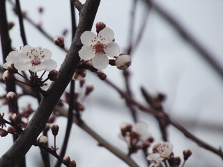 Blossoming in spring