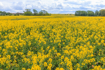 Obraz premium Field of rapeseed plants in yellow bloom in sunshine. Useful plant Brassica napus in summer with Reps or Lewat. Clouds and trees in the background. Plants with green plant stems and leaves